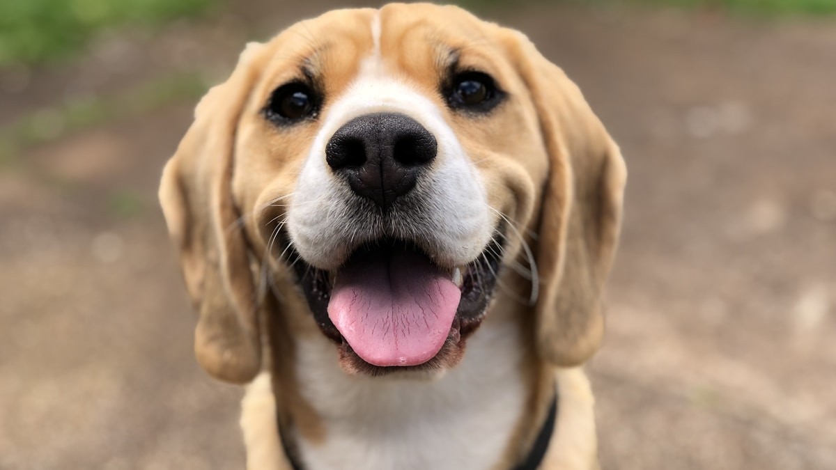 Best AI Pet Video Generator in 2026: Bring Your Dog or Cat Photos to Life