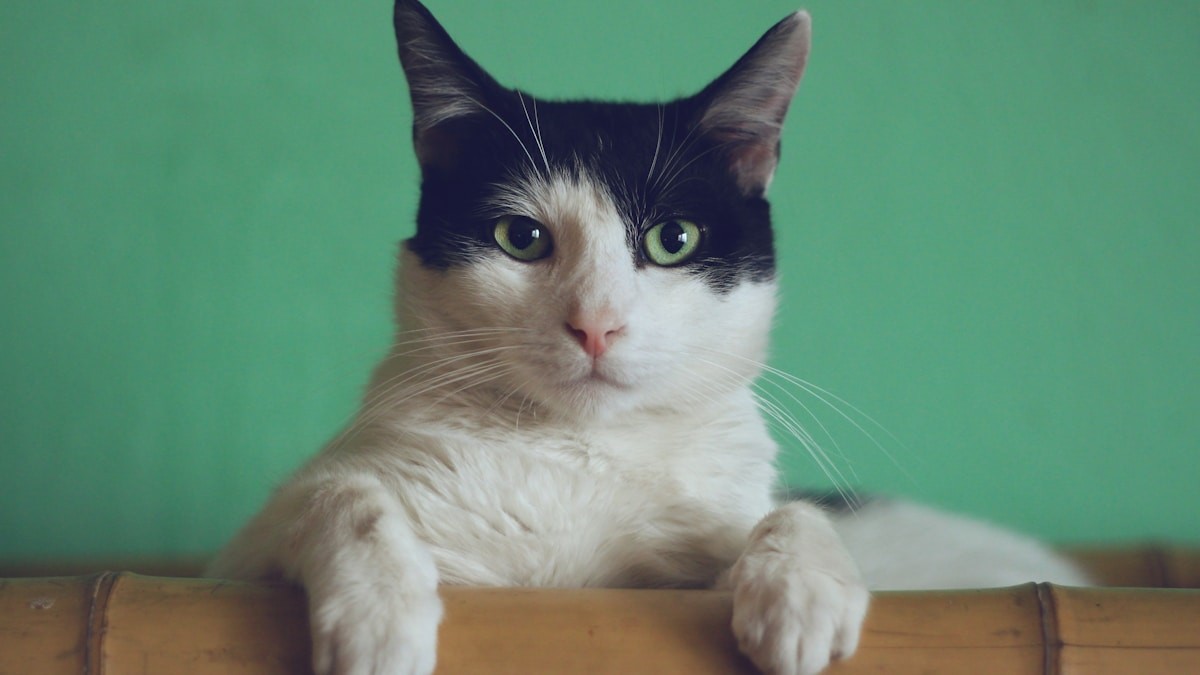 Top Creative AI Pet Video Templates and Viral Formats
