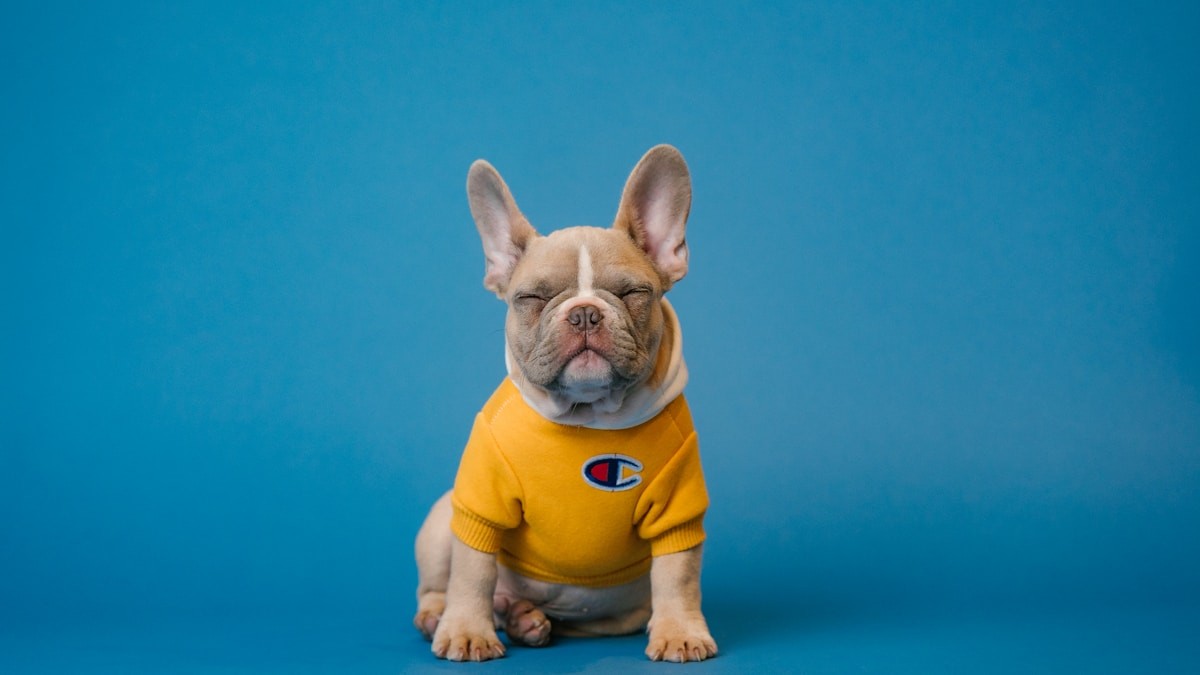 How to Turn Your Pet Photo into an AI Video in 3 Simple Steps