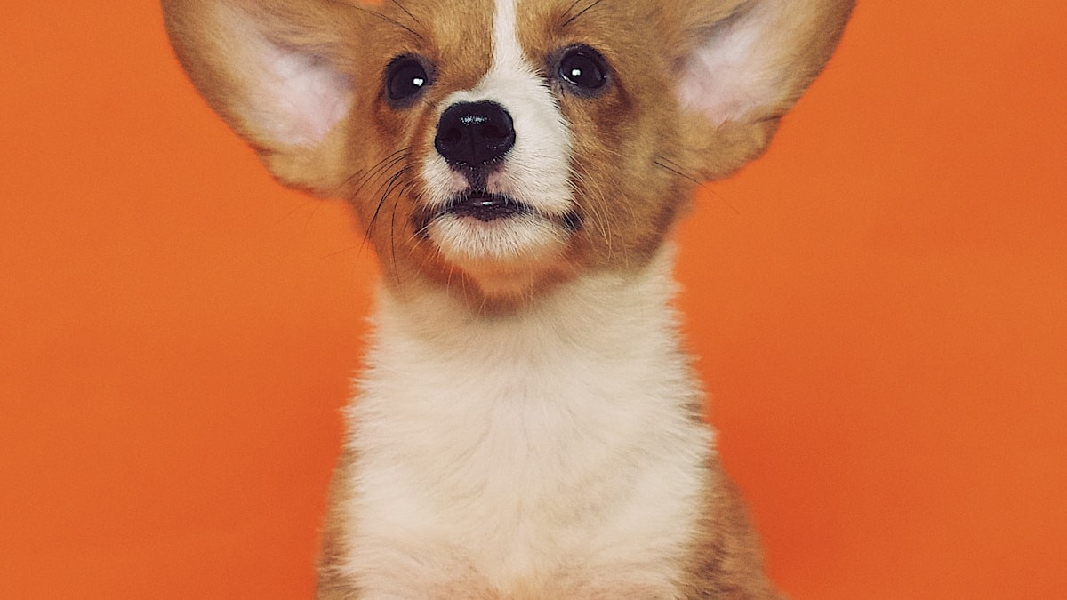 Pro Tips for Flawless AI Pet Video Results